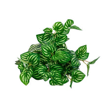 Load image into Gallery viewer, Plant Couture - Artificial Plants - Watermelon Leaf Bush 36cm - Top
