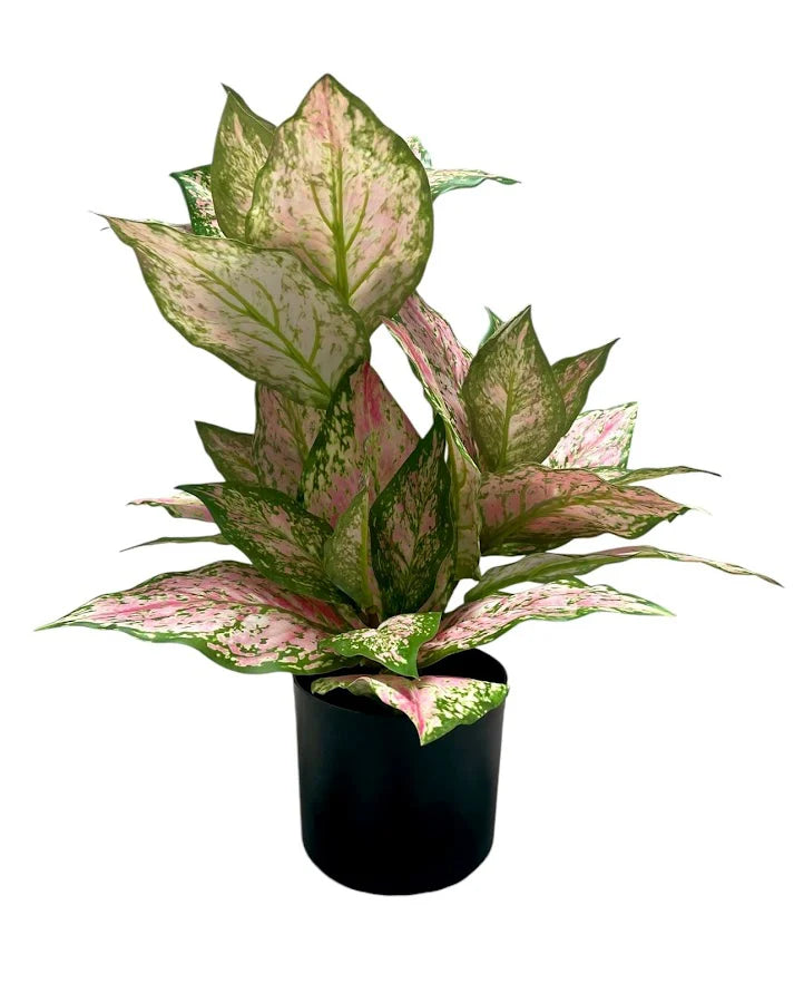Artificial Dieffenbachia Plant 50cm