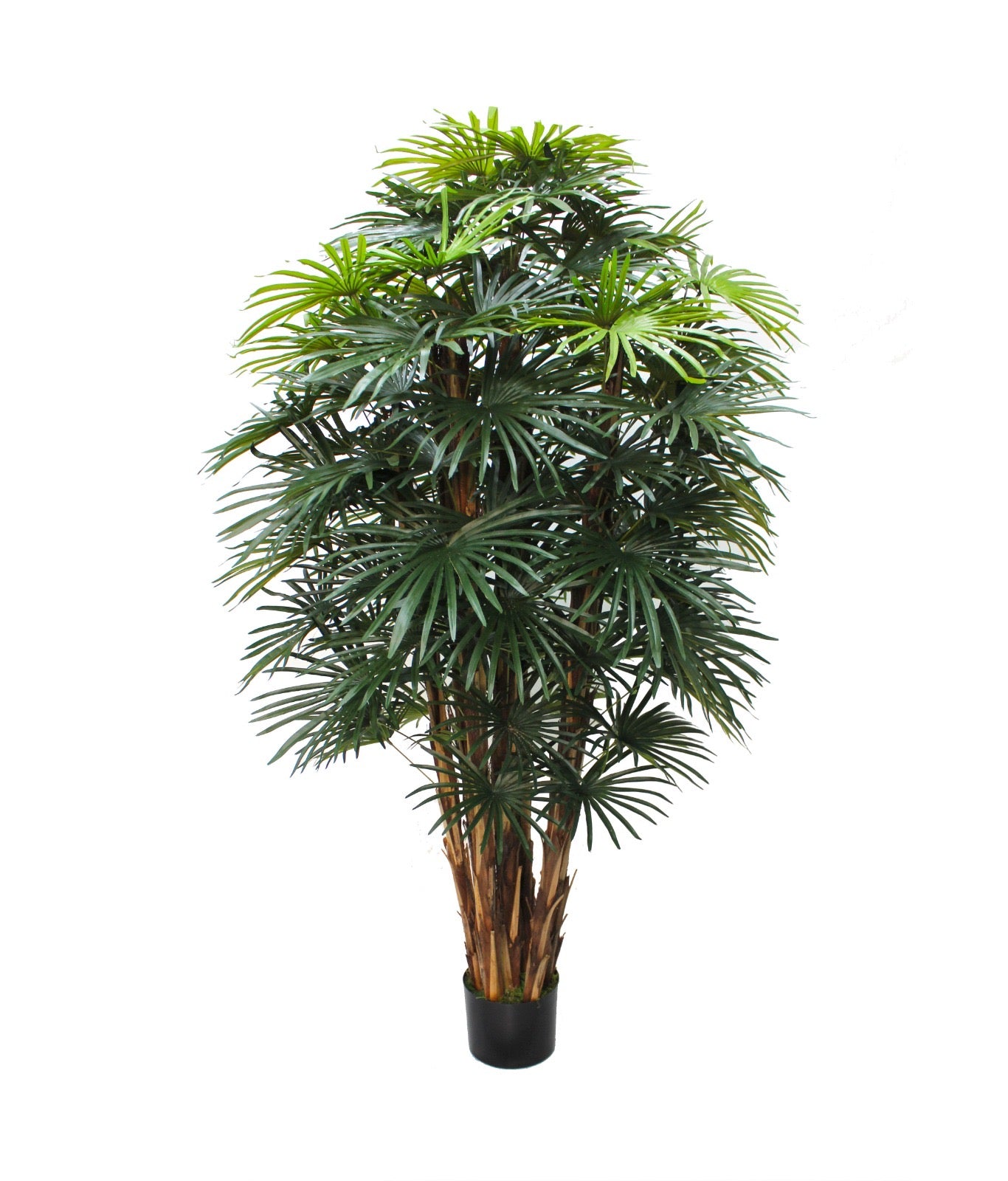 Raphis Palm Tree 150cm – Green Design