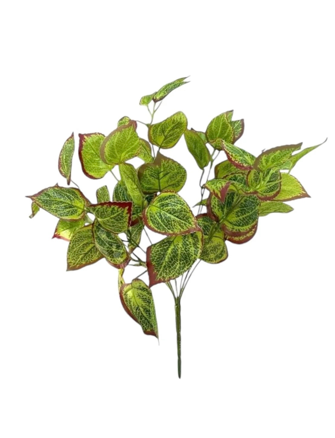 Perilla bush – Green Design