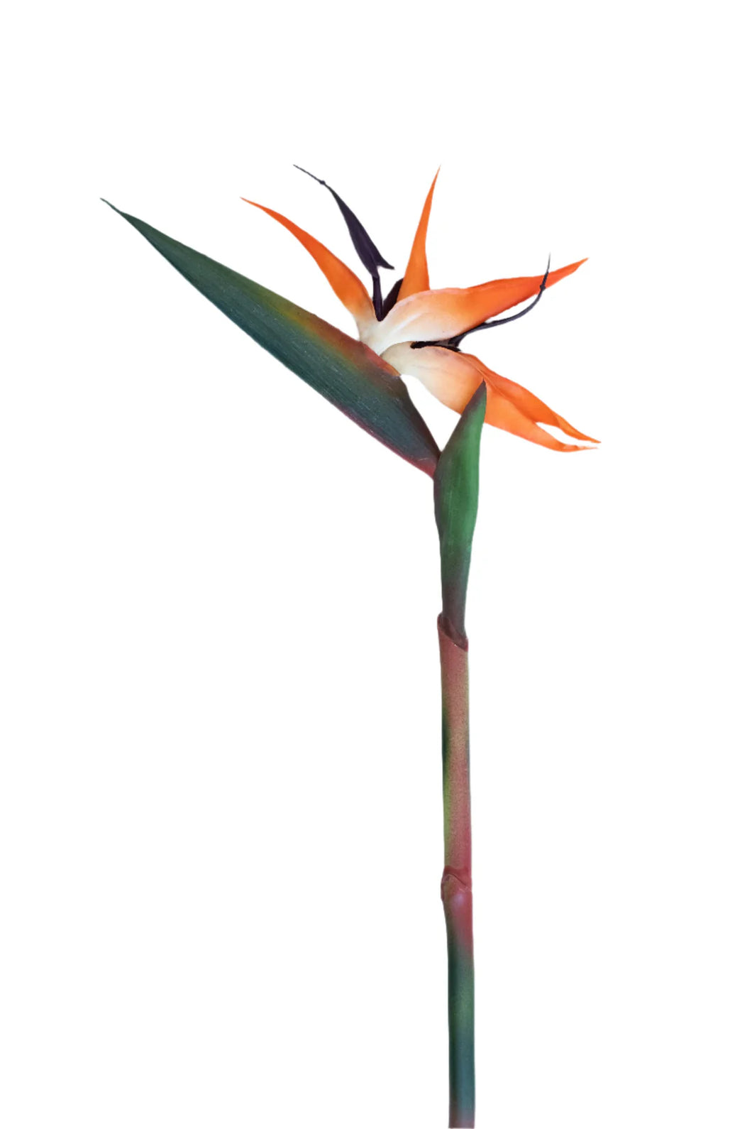 Artificial Strelitzia