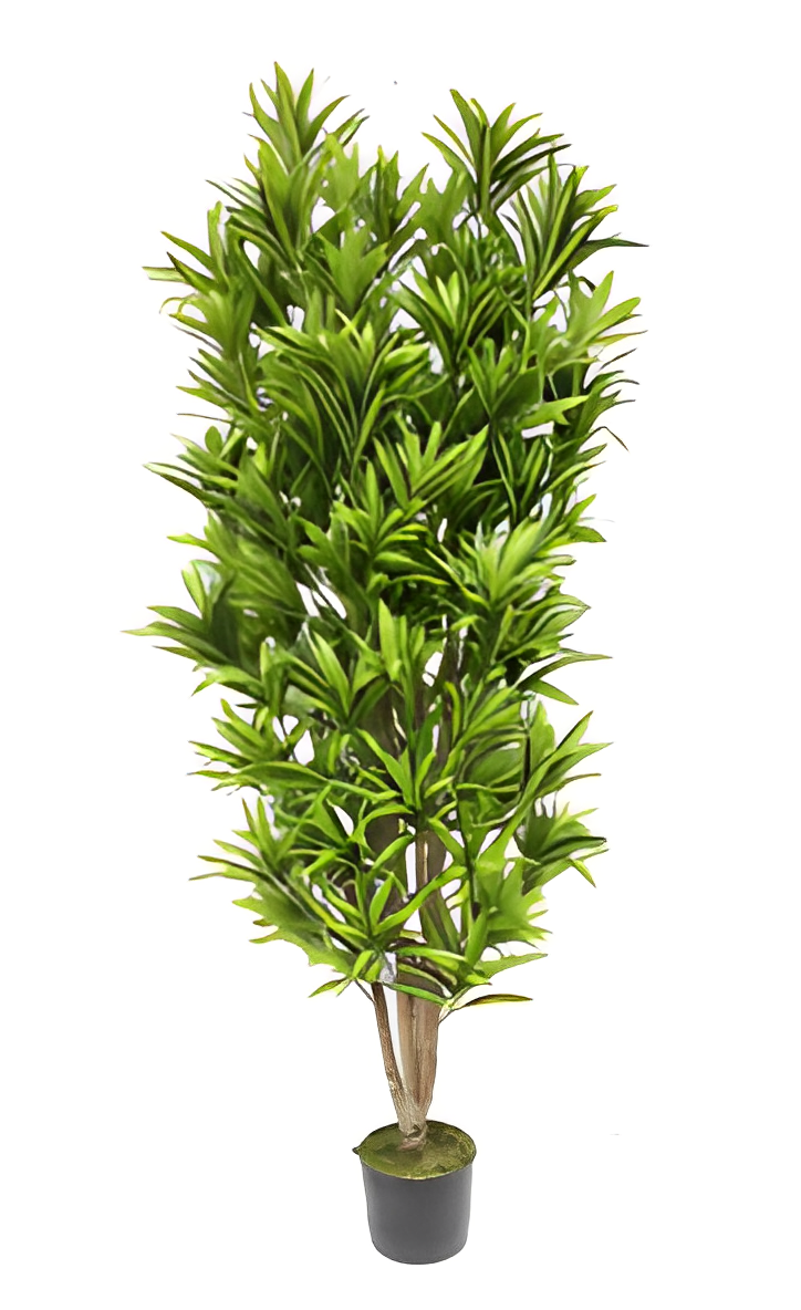 Artificial Dracaena Reflexa Tree - 180cm