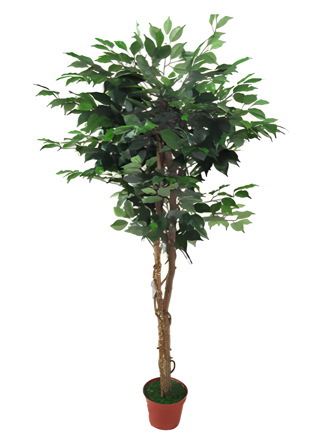 Artificial Ficus Tree
