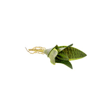 Load image into Gallery viewer, Artificial Plants - Succulent Dwarf Sansevieria 23cm
