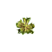 Load image into Gallery viewer, Artificial Plants - Succulent Topsy Turvey 13cm
