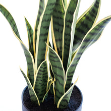 Load image into Gallery viewer, Artificial Plants - Sansevieria Yellow Green 68cm

