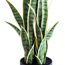 Load image into Gallery viewer, Artificial Plants - Sansevieria Yellow Green 86cm
