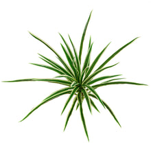 Load image into Gallery viewer, Artificial Plants - Spider Bush 42cm Green &amp; White
