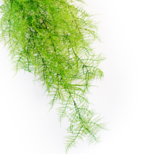 Load image into Gallery viewer, Artificial Plants - Hanging Fern Green 112cm
