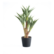 Load image into Gallery viewer, Armani B with Agave 105cm - PLANTS IN POTS
