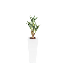 Load image into Gallery viewer, Armani B with Agave 105cm - PLANTS IN POTS
