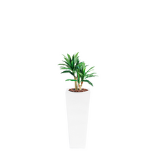 Load image into Gallery viewer, Plant Couture - Artificial Plant &amp; Pot Combo - Armani B with Dracaena 80cm
