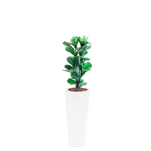 Load image into Gallery viewer, Plant Couture - Artificial Plant &amp; Pot Combo - Armani B with Fiddle Leaf Ficus 87cm
