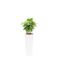 Load image into Gallery viewer, Plant Couture - Artificial Plant &amp; Pot Combo - Armani B with Mini Philo 90cm
