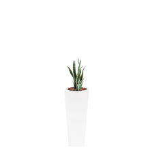 Load image into Gallery viewer, Plant Couture - Artificial Plant &amp; Pot Combo - Armani B with Sansevieria Y/Green 68cm
