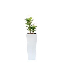 Load image into Gallery viewer, Plant Couture - Artificial Plant &amp; Pot Combo - Armani B with Rubber Tree 82cm
