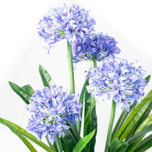 Load image into Gallery viewer, Plant Couture - Artificial Plants - Agapanthus 103cm - Close Up Of Flowers 
