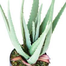 Load image into Gallery viewer, Plant Couture - Artificial Plants - Aloe 44cm - Top View 

