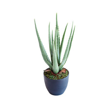Load image into Gallery viewer, Plant Couture - Artificial Plants - Aloe 44cm
