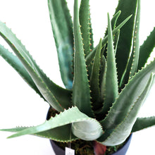 Load image into Gallery viewer, Plant Couture - Artificial Plants - Aloe 70cm - Top View 

