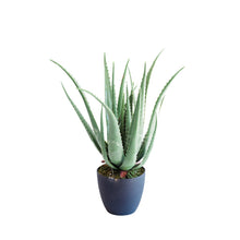 Load image into Gallery viewer, Plant Couture - Artificial Plant &amp; Pot Combo - With Aloe 70cm
