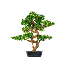 Load image into Gallery viewer, Plant Couture - Artificial Plants - Bonsai Tree 68cm
