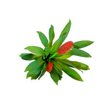 Load image into Gallery viewer, Plant Couture - Artificial Plants - Succulent Bromelia Vriesia Red 35cm - Top
