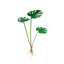 Load image into Gallery viewer, Plant Couture - Artificial Plants - Split Philo 70cm - Front
