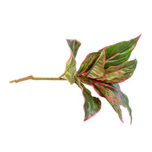 Load image into Gallery viewer, Plant Couture - Artificial Plants - Diffenbachia 44cm Green &amp; Pink - Side 
