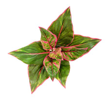 Load image into Gallery viewer, Plant Couture - Artificial Plants - Diffenbachia 44cm Green &amp; Pink - Top 
