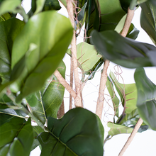 Load image into Gallery viewer, Plant Couture - Artificial Plants - Fidlle Leaf Ficus 180cm - Close Up Of Stems  
