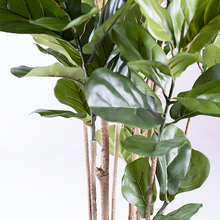 Load image into Gallery viewer, Plant Couture - Artificial Plants - Fidlle Leaf Ficus 180cm - Close Up Of Leaves 
