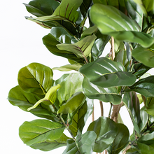 Load image into Gallery viewer, Plant Couture - Artificial Plants - Fidlle Leaf Ficus 155cm - Close Up Of Leaves
