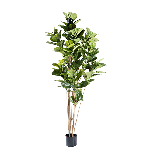 Plant Couture - Artificial Plants - Fidlle Leaf Ficus 180cm