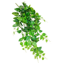 Load image into Gallery viewer, Hanging Fresh Pothos 90cmPlant Couture - Artificial Plants - Hanging Fresh Pothos 90cm 
