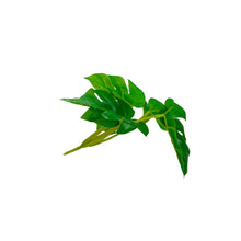 Load image into Gallery viewer, Plant Couture - Artificial Plants - Monstera Pick 15cm - Side 
