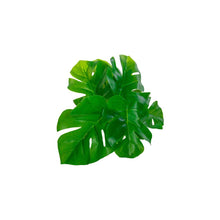 Load image into Gallery viewer, Plant Couture - Artificial Plants - Monstera Pick 15cm
