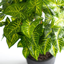 Load image into Gallery viewer, Plant Couture - Artificial Plants - Mini Philo 90cm - Close Up 
