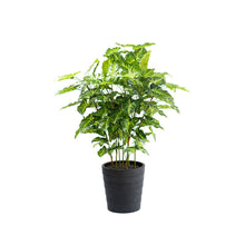 Load image into Gallery viewer, Plant Couture - Artificial Plant &amp; Pot Combo - With Mini Philo 90cm
