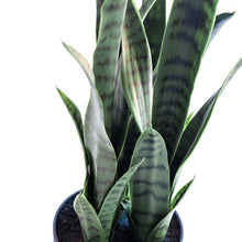 Load image into Gallery viewer, Plant Couture - Artificial Plants - Sansevieria Green 68cm - Close Up
