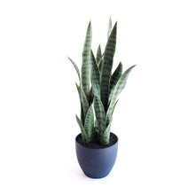 Load image into Gallery viewer, Plant Couture - Artificial Plants - Sansevieria Green 68cm
