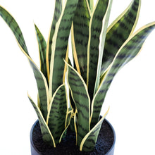 Load image into Gallery viewer, Plant Couture - Artificial Plants - Sansevieria Yellow Green 68cm - Close Up 
