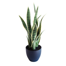 Load image into Gallery viewer, Plant Couture - Artificial Plants - Sansevieria Yellow Green 68cm
