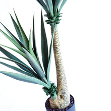Load image into Gallery viewer, Plant Couture - Artificial Plants - Sisal Yucca Tree 130cm - Close Up
