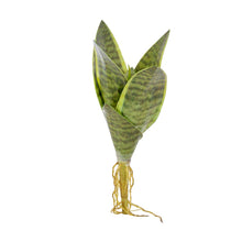 Load image into Gallery viewer, Plant Couture - Artificial Plants - Succulent Dwarf Sansevieria 23cm
