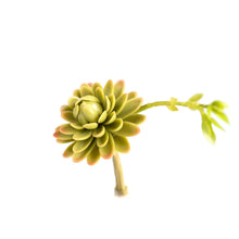 Load image into Gallery viewer, Plant Couture - Artificial Plants -Succulent Echiveria Elegance 19cm

