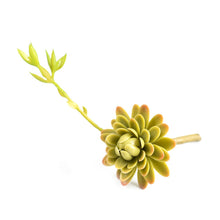 Load image into Gallery viewer, Plant Couture - Artificial Plants -Succulent Echiveria Elegance 19cm - Top
