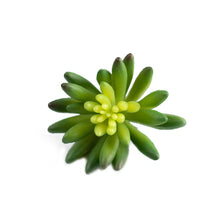 Load image into Gallery viewer, Plant Couture - Artificial Plants - Succulent Echiveria Hookerli 9cm
