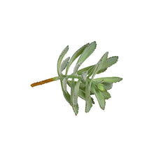 Load image into Gallery viewer, Plant Couture - Artificial Plants - Succulent Rabbit Ear 20cm
