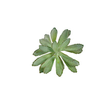 Load image into Gallery viewer, Plant Couture - Artificial Plants - Succulent Rabbit Ear 20cm
